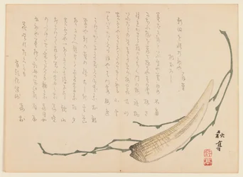 Seaweed and Shellfish